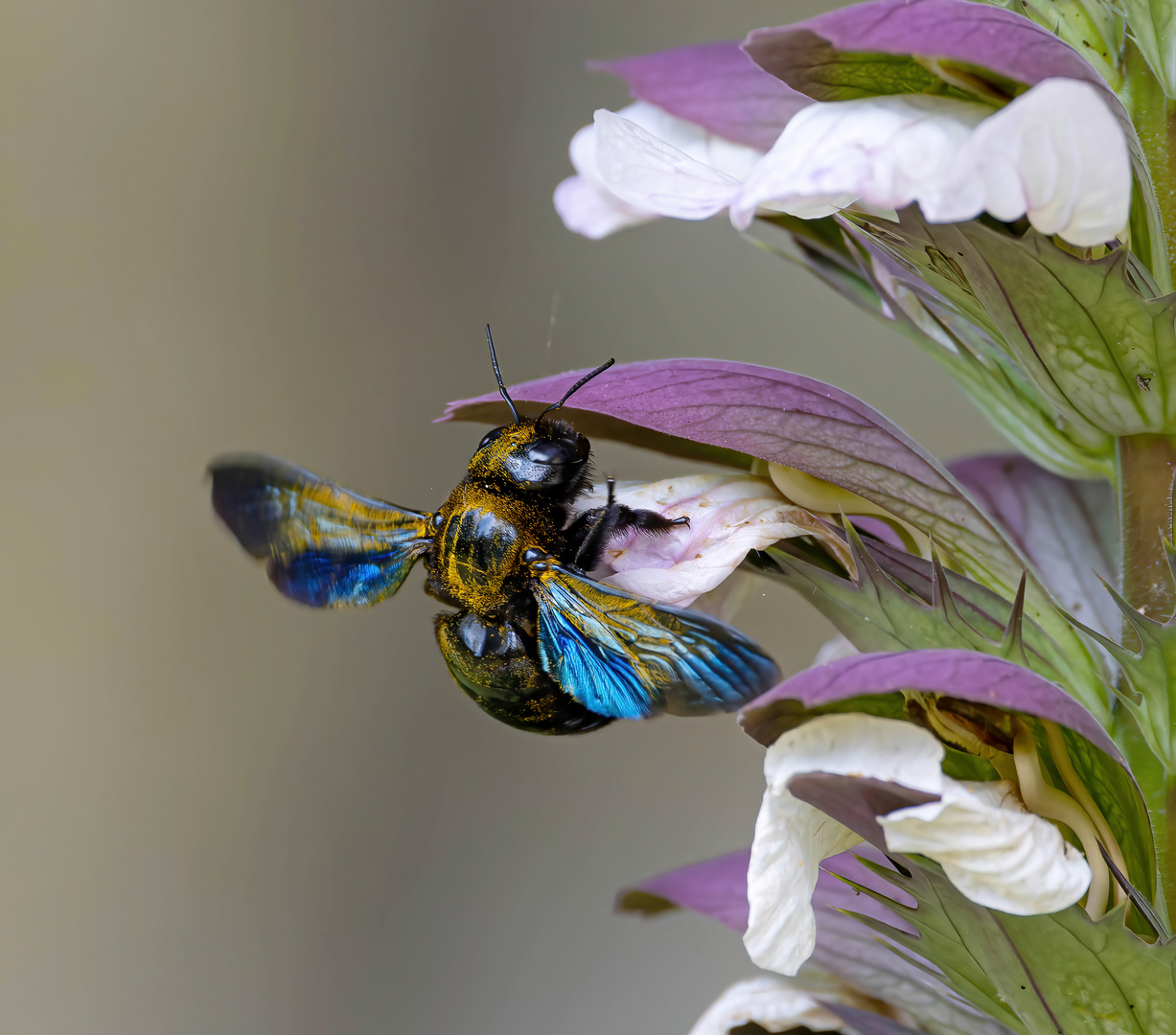 Abeille charpentière