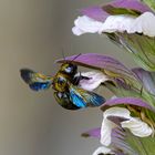 Abeille charpentière