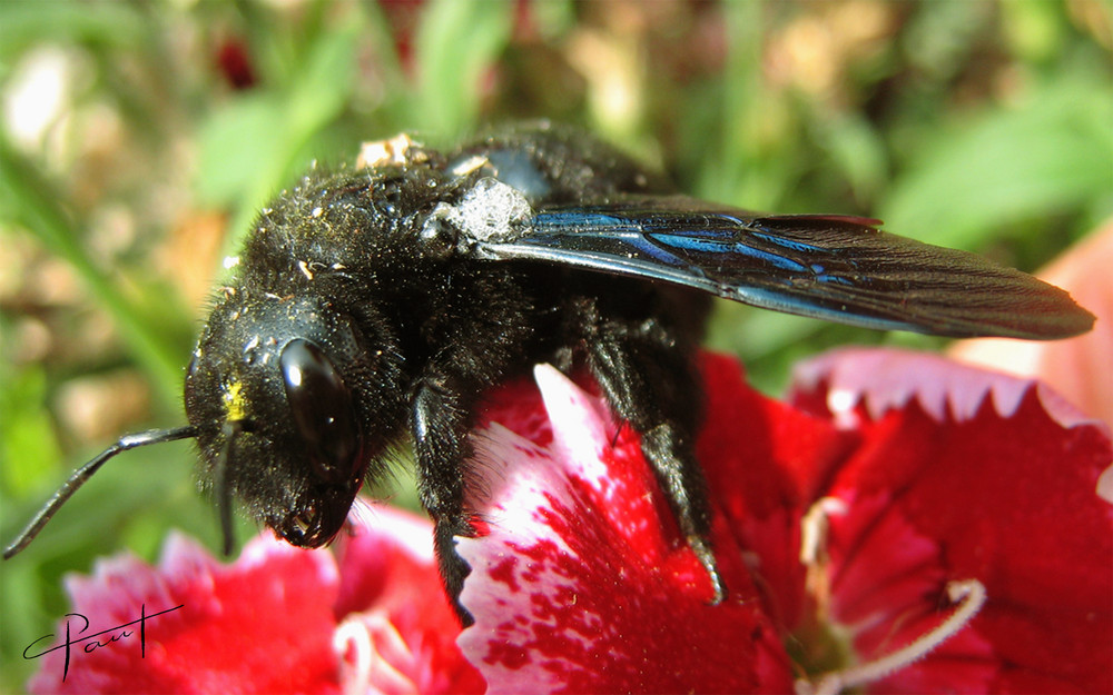 abeille charpentière (merci à Marc)