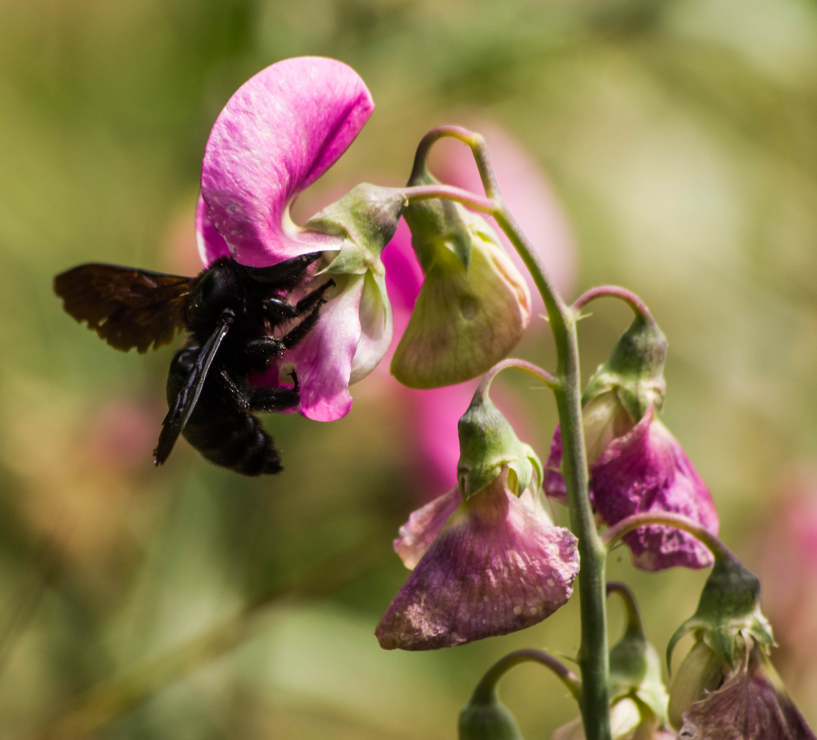 Abeille charpentière ou Xilope