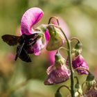 Abeille charpentière ou Xilope