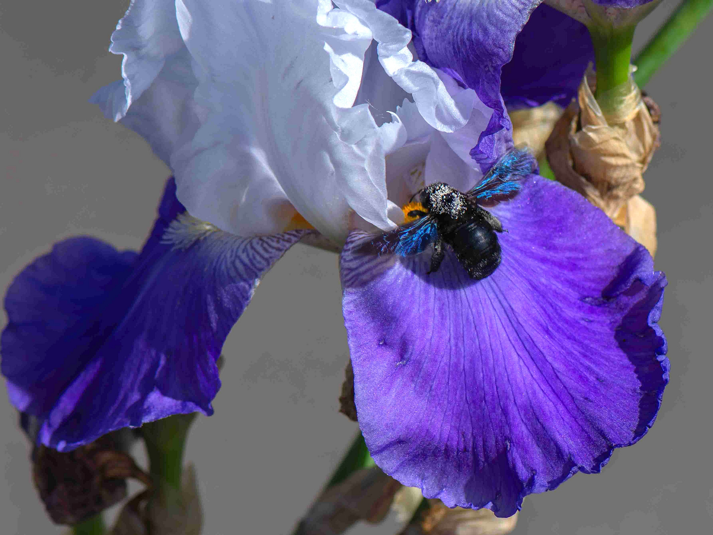 Abeille Charpentière ou Xylocopa violacea