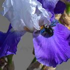 Abeille Charpentière ou Xylocopa violacea