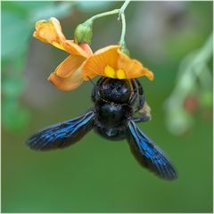 Abeille charpentière qui baguenaude