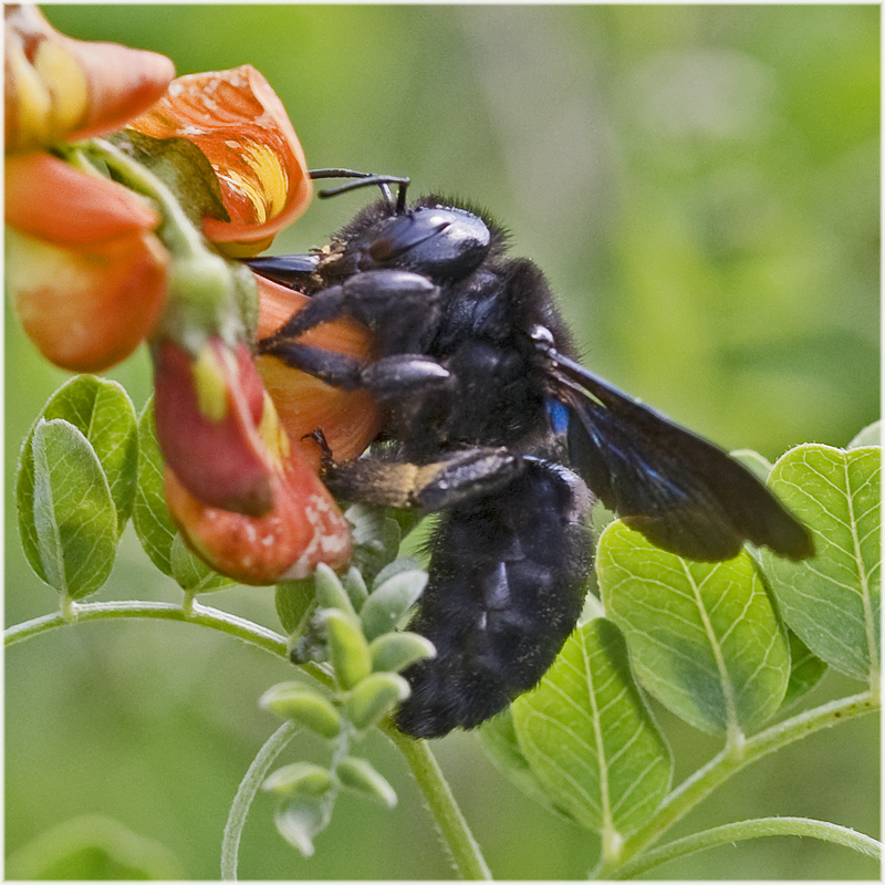 Abeille charpentière sur baguenaudier