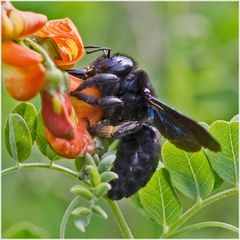 Abeille charpentière sur baguenaudier