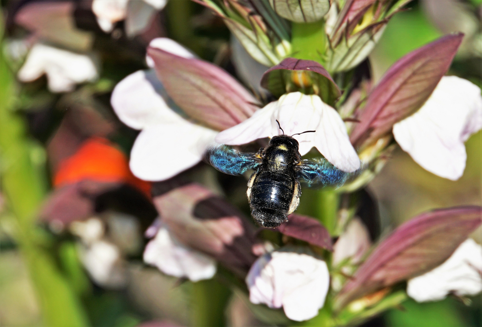 Abeille charpentière sur fleur d'ACanthe.....