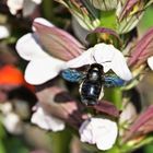 Abeille charpentière sur fleur d'ACanthe.....