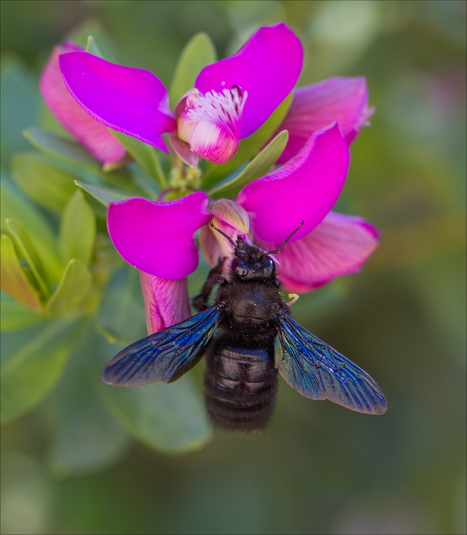 Abeille charpentière sur fleur de myrte .