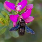 Abeille charpentière sur fleur de myrte .