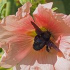 Abeille charpentière sur rose trémière