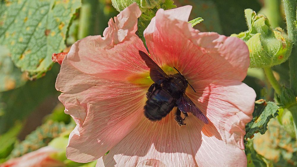 Abeille charpentière sur rose trémière