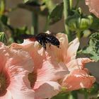 Abeille charpentière sur rose trémière