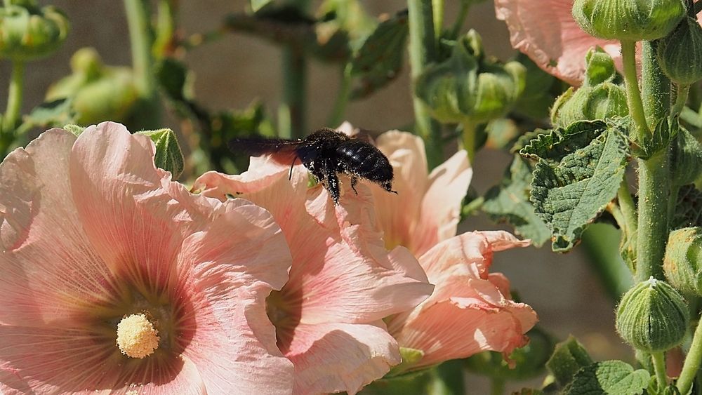 Abeille charpentière sur rose trémière