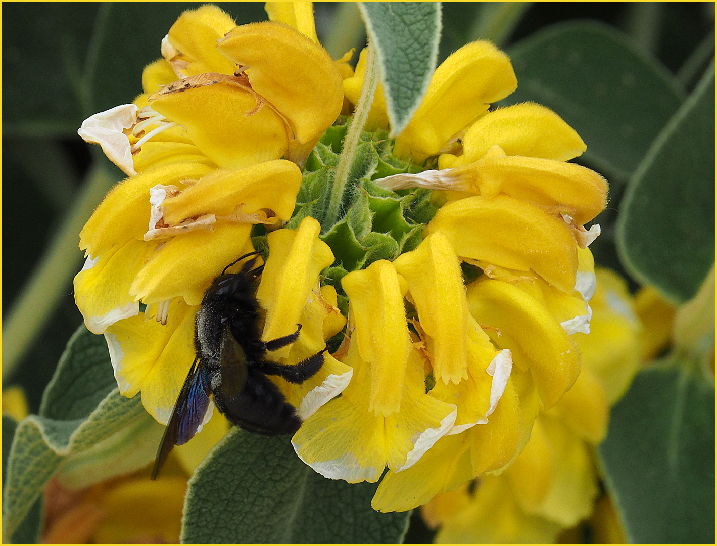 Abeille charpentière sur sauge de Jérusalem