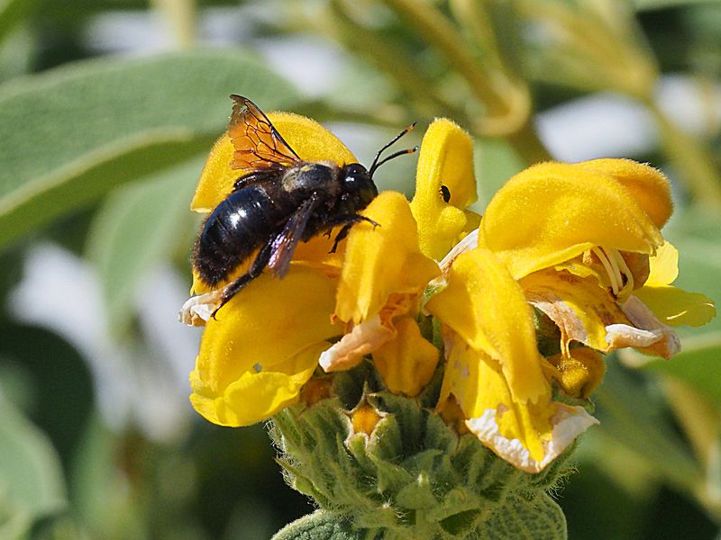 Abeille charpentière sur sauge de Jérusalem