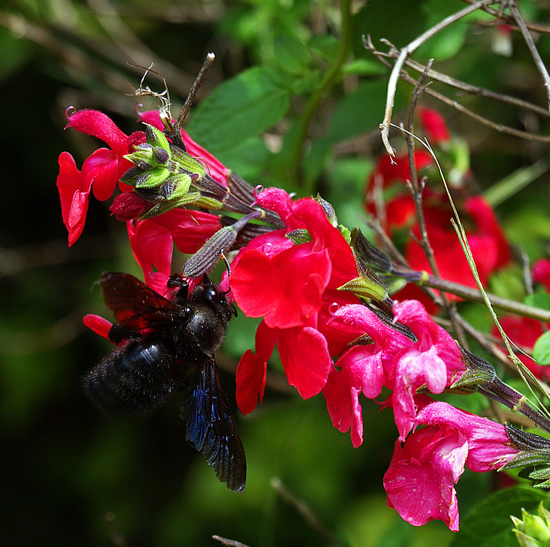 Abeille charpentière (xylocopa violacea) sur une sauge sauvage rouge