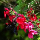 Abeille charpentière (xylocopa violacea) sur une sauge sauvage rouge