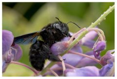 Abeille charpentière (Xylocopa violacera) au repos sur glycine