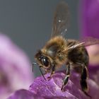 Abeille - Colletes cunicularius