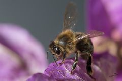 Abeille - Colletes cunicularius