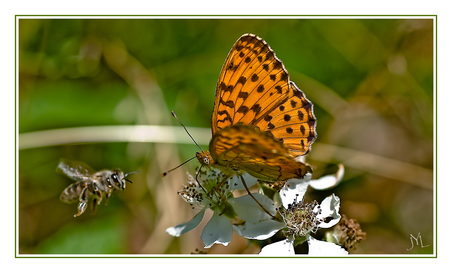 Abeille contre papillon