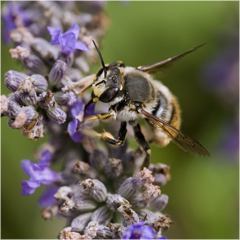 Abeille cotonneuse sur lavande