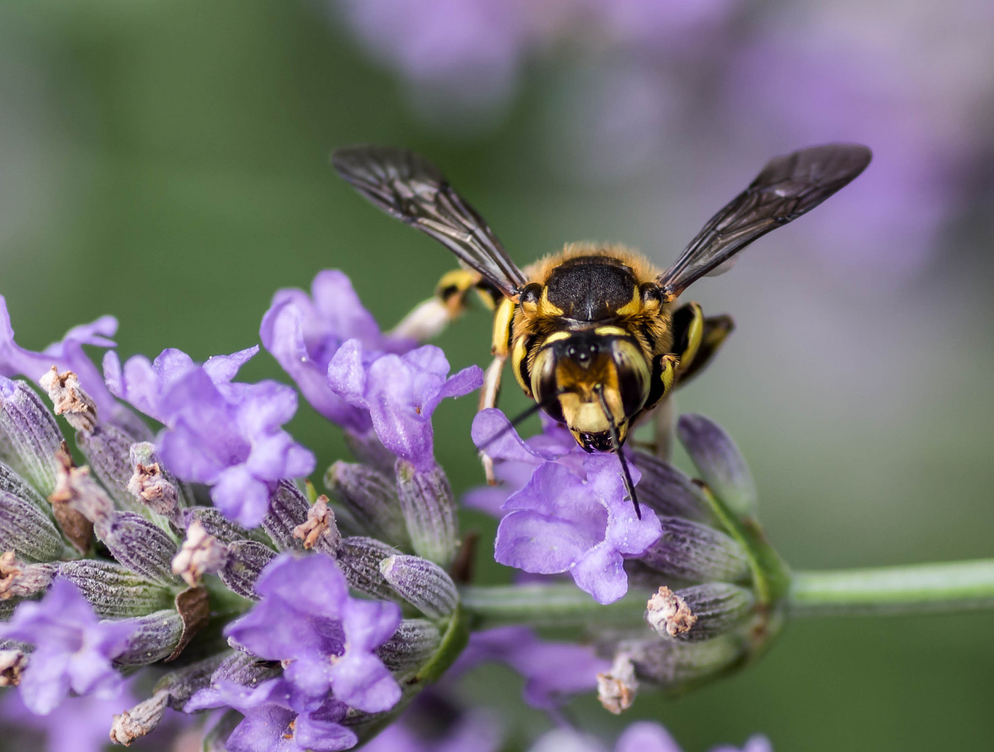 abeille cotonnière