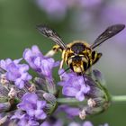 abeille cotonnière