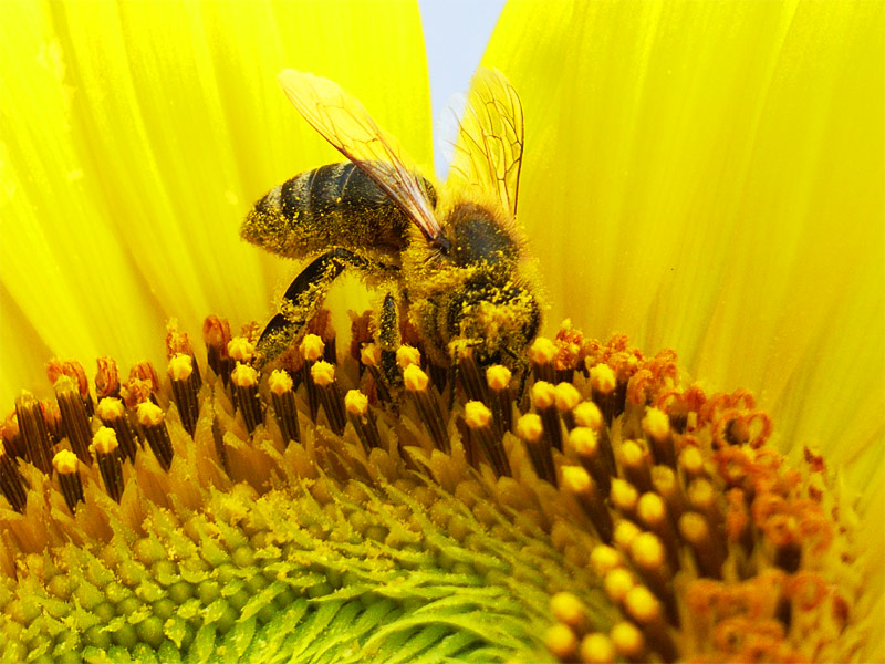 abeille dans le paradis