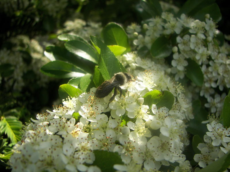 Abeille dans mon jardin