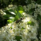 Abeille dans mon jardin