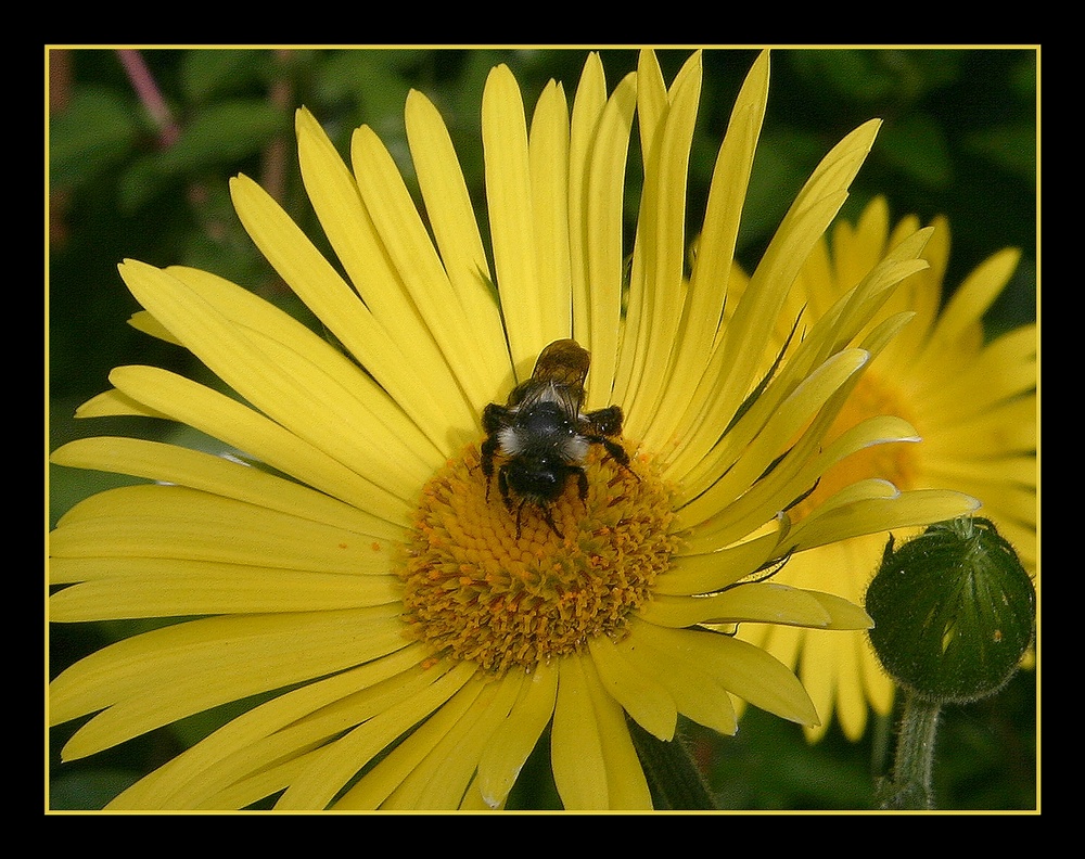 " Abeille dans son jacuzzi "