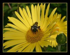 " Abeille dans son jacuzzi "