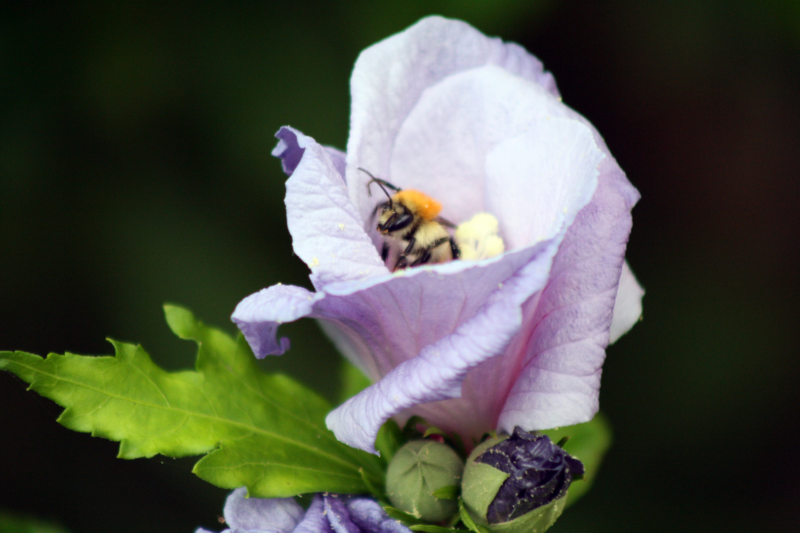 Abeille dans une fleur d'Ibiscus bleu