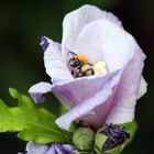 Abeille dans une fleur d'Ibiscus bleu