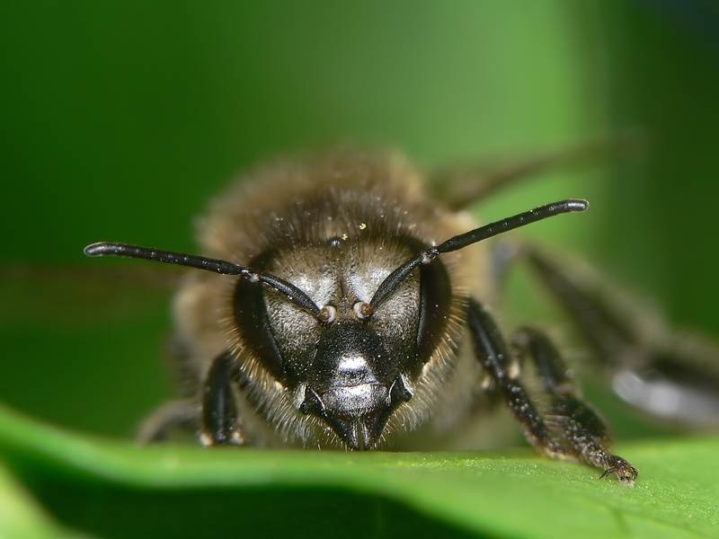 Abeille de face