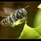 Abeille decoupeuse de feuille au travail