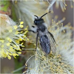 Abeille des sables sur chaton de saule Marsault