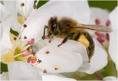 Abeille domestique (2)