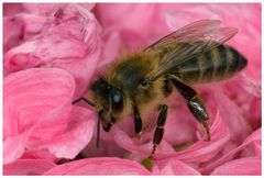 Abeille domestique au coeur de la pivoine