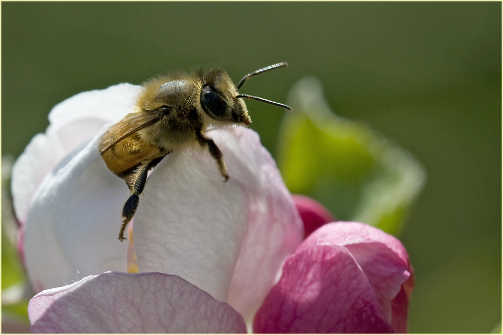 Abeille domestique et fleur de pommier