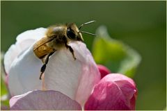 Abeille domestique et fleur de pommier