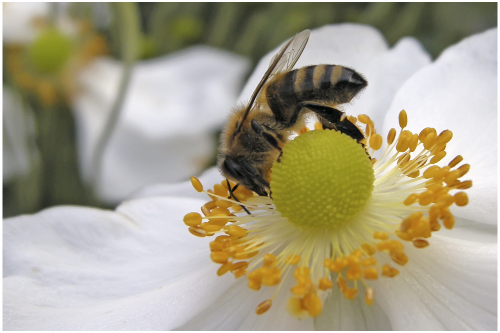 Abeille domestique sur anémone du Japon