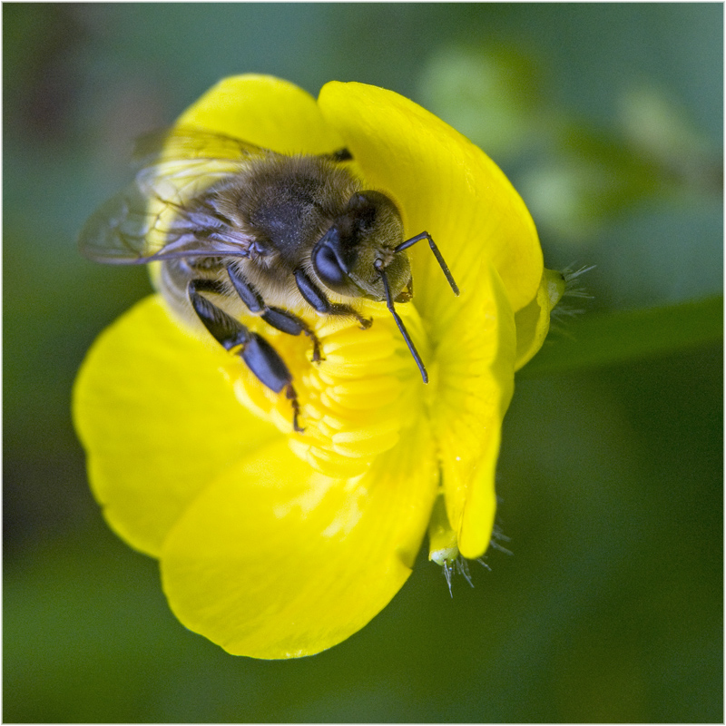 Abeille domestique sur renoncule