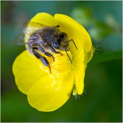 Abeille domestique sur renoncule