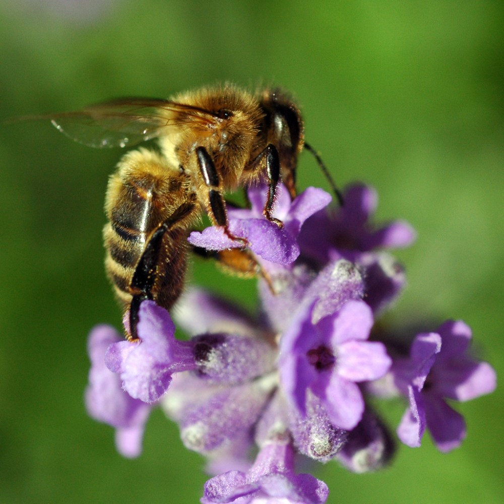 Abeille en carré