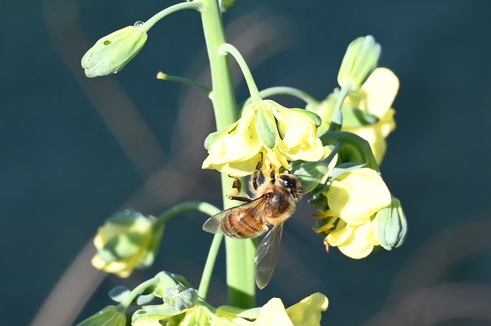 Abeille en plein travail