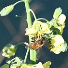 Abeille en plein travail