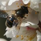 abeille en plein travail